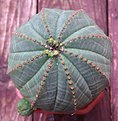 Нажмите на изображение для увеличения.

Название:	euphorbia_obesa.jpg
Просмотров:	317
Размер:	170.5 Кб
ID:	354782