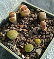 Нажмите на изображение для увеличения.

Название:	Lithops.jpg
Просмотров:	261
Размер:	233.9 Кб
ID:	354791