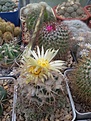 Нажмите на изображение для увеличения.

Название:	Coryphantha sulcolanata.jpg
Просмотров:	125
Размер:	187.9 Кб
ID:	354797