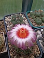 Нажмите на изображение для увеличения.

Название:	Thelocactus bicolor v. texensis.jpg
Просмотров:	131
Размер:	110.1 Кб
ID:	354800