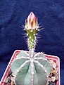 Нажмите на изображение для увеличения.

Название:	Echinocereus subinermis.jpg
Просмотров:	152
Размер:	200.6 Кб
ID:	354801