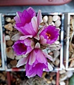 Нажмите на изображение для увеличения.

Название:	Peleciphora asseliformis.jpg
Просмотров:	150
Размер:	166.7 Кб
ID:	354802