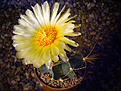 Нажмите на изображение для увеличения.

Название:	Astrophytum senile v.aureum.jpg
Просмотров:	127
Размер:	219.5 Кб
ID:	354803