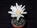 Нажмите на изображение для увеличения.

Название:	Gymnocalycium amerhauseri STO 229-8.jpg
Просмотров:	424
Размер:	151.9 Кб
ID:	354804