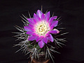 Нажмите на изображение для увеличения.

Название:	Gymnocalycium horridispinum GN 384-1268.jpg
Просмотров:	425
Размер:	196.1 Кб
ID:	354805