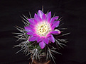 Нажмите на изображение для увеличения.

Название:	Gymnocalycium horridispinum GN 384-1268.jpg
Просмотров:	399
Размер:	196.1 Кб
ID:	354805