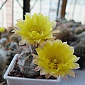 Нажмите на изображение для увеличения.

Название:	Acanthocalycium_griseum_P144.jpg
Просмотров:	130
Размер:	212.2 Кб
ID:	354806