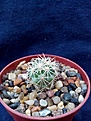 Нажмите на изображение для увеличения.

Название:	Coryphantha kracikii RUS-026a.jpg
Просмотров:	198
Размер:	168.1 Кб
ID:	354818