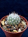 Нажмите на изображение для увеличения.

Название:	Escobaria strobiliformis RUS-023.jpg
Просмотров:	200
Размер:	163.3 Кб
ID:	354819