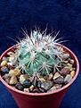 Нажмите на изображение для увеличения.

Название:	Gymnocactus viereckii LAU 1159.jpg
Просмотров:	184
Размер:	176.9 Кб
ID:	354820