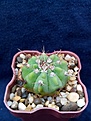 Нажмите на изображение для увеличения.

Название:	Gymnocalycium mostii.jpg
Просмотров:	191
Размер:	159.2 Кб
ID:	354824