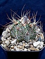 Нажмите на изображение для увеличения.

Название:	Astrophytum senile x asterias.jpg
Просмотров:	199
Размер:	161.1 Кб
ID:	354825