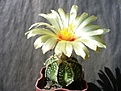 Нажмите на изображение для увеличения.

Название:	Astrophytum senile x asterias (2).JPG
Просмотров:	186
Размер:	99.1 Кб
ID:	354826