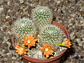 Нажмите на изображение для увеличения.

Название:	Rebutia (Aylostera) albipilosa FR 754.jpg
Просмотров:	231
Размер:	214.7 Кб
ID:	354832