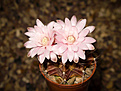 Нажмите на изображение для увеличения.

Название:	Gymnocalycium friedrichii v. mendozaense HU 312.jpg
Просмотров:	183
Размер:	182.6 Кб
ID:	354833