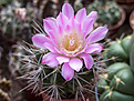 Нажмите на изображение для увеличения.

Название:	Gymnocalycium horridispinum GN 384-1268.jpg
Просмотров:	392
Размер:	208.8 Кб
ID:	354841