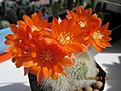 Нажмите на изображение для увеличения.

Название:	IMG_3137 (850x638).jpg
Просмотров:	239
Размер:	233.1 Кб
ID:	354859