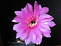Нажмите на изображение для увеличения.

Название:	echinopsis calliantholilacina 2015.jpg
Просмотров:	226
Размер:	198.4 Кб
ID:	354869