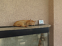Нажмите на изображение для увеличения.

Название:	IMG_3822.JPG
Просмотров:	260
Размер:	241.8 Кб
ID:	354902