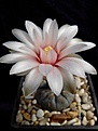 Нажмите на изображение для увеличения.

Название:	Gymnocalycium nataliae.jpg
Просмотров:	220
Размер:	139.4 Кб
ID:	354921