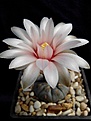 Нажмите на изображение для увеличения.

Название:	Gymnocalycium nataliae.jpg
Просмотров:	178
Размер:	139.4 Кб
ID:	354921