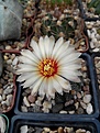 Нажмите на изображение для увеличения.

Название:	Astrophytum ascap.jpg
Просмотров:	170
Размер:	176.8 Кб
ID:	354932