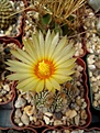 Нажмите на изображение для увеличения.

Название:	Astrophytum asterias superkabuto.jpg
Просмотров:	162
Размер:	179.2 Кб
ID:	354933