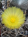 Нажмите на изображение для увеличения.

Название:	Astrophytum crassispinoides.jpg
Просмотров:	166
Размер:	161.8 Кб
ID:	354935