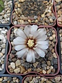 Нажмите на изображение для увеличения.

Название:	Gymnocalycium sp..jpg
Просмотров:	146
Размер:	176.2 Кб
ID:	354940