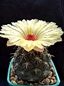 Нажмите на изображение для увеличения.

Название:	Coryphantha scolymoides.jpg
Просмотров:	130
Размер:	186.0 Кб
ID:	354972