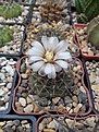 Нажмите на изображение для увеличения.

Название:	Gymnocalycium sp..jpg
Просмотров:	120
Размер:	210.7 Кб
ID:	354974