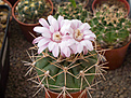 Нажмите на изображение для увеличения.

Название:	Gymnocalycium eurypleurum M 20 Puesto Leite (1).jpg
Просмотров:	118
Размер:	195.8 Кб
ID:	354990