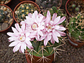 Нажмите на изображение для увеличения.

Название:	Gymnocalycium eurypleurum M 20 Puesto Leite (2).jpg
Просмотров:	132
Размер:	190.0 Кб
ID:	354991