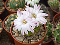 Нажмите на изображение для увеличения.

Название:	Gymnocalycium damsii ssp.evae v.centrispinum - (rotundulum) STO 981 (1).jpg
Просмотров:	116
Размер:	184.3 Кб
ID:	354992