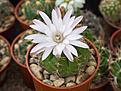 Нажмите на изображение для увеличения.

Название:	Gymnocalycium damsii ssp.evae v.centrispinum - (rotundulum) STO 981 (2).jpg
Просмотров:	129
Размер:	182.7 Кб
ID:	354993