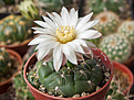 Нажмите на изображение для увеличения.

Название:	Gymnocalycium denudatum ssp.angualtum GF 304 Dom Pedrito,Rio Grande de Sul.jpg
Просмотров:	116
Размер:	188.9 Кб
ID:	354994