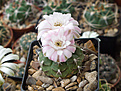 Нажмите на изображение для увеличения.

Название:	Gymnocalycium damsii M 98 San Jose de Chiquitos,Chaco Bol.jpg
Просмотров:	131
Размер:	197.9 Кб
ID:	354995