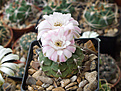 Нажмите на изображение для увеличения.

Название:	Gymnocalycium damsii M 98 San Jose de Chiquitos,Chaco Bol.jpg
Просмотров:	116
Размер:	197.9 Кб
ID:	354995