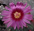 Нажмите на изображение для увеличения.

Название:	A.asterias Rot Bl2015.jpg
Просмотров:	131
Размер:	209.4 Кб
ID:	355014