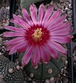 Нажмите на изображение для увеличения.

Название:	A. asterias Rot Bl.2015.2.jpg
Просмотров:	129
Размер:	222.4 Кб
ID:	355015