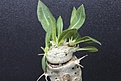 Нажмите на изображение для увеличения.

Название:	Pachipodium brevicaule В 500 .JPG
Просмотров:	186
Размер:	117.3 Кб
ID:	355021