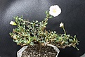 Нажмите на изображение для увеличения.

Название:	Sarcocaulon vanderitiae 1  2800 d.15sm.JPG
Просмотров:	204
Размер:	205.0 Кб
ID:	355023
