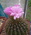 Нажмите на изображение для увеличения.

Название:	Acanthocalycium violaceum.jpg
Просмотров:	179
Размер:	119.0 Кб
ID:	355053