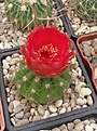 Нажмите на изображение для увеличения.

Название:	Notocactus ottonis v. vencluianus.jpg
Просмотров:	185
Размер:	102.4 Кб
ID:	355055