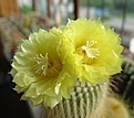 Нажмите на изображение для увеличения.

Название:	Eriocactus_leninghausii_flower.jpg
Просмотров:	174
Размер:	235.3 Кб
ID:	355061