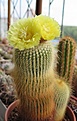 Нажмите на изображение для увеличения.

Название:	Eriocactus_leninghausii_stem.jpg
Просмотров:	188
Размер:	238.4 Кб
ID:	355062