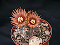 Нажмите на изображение для увеличения.

Название:	Pyrrhocactus villicumensis  HV 544.jpg
Просмотров:	171
Размер:	200.0 Кб
ID:	355085