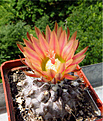 Нажмите на изображение для увеличения.

Название:	Neochilenia carrizalensis RMF205.jpg
Просмотров:	167
Размер:	244.2 Кб
ID:	355086