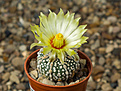 Нажмите на изображение для увеличения.

Название:	Astrophytum asterias cv. Super Kabuto.jpg
Просмотров:	171
Размер:	183.9 Кб
ID:	355087