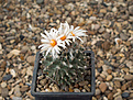 Нажмите на изображение для увеличения.

Название:	Turbinicarpus gracilis MK46.278.jpg
Просмотров:	162
Размер:	192.5 Кб
ID:	355089